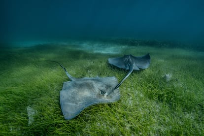 Two rays in the underwater meadow that is home to a large number of species.
