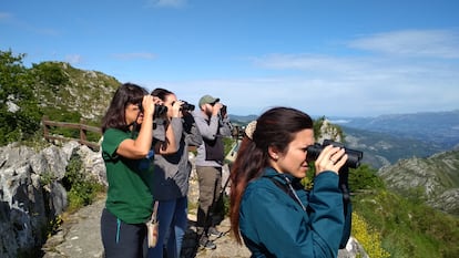 Observación ornitológica en la zona de Cangas de Onís (Asturias) durante una experiencia de ecoturismo científico sobre la reintroducción del quebrantahuesos en Picos de Europa.