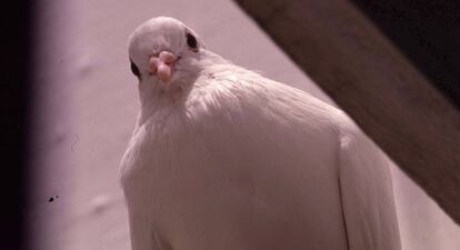 Quizá todas las palomas felices se parecen.