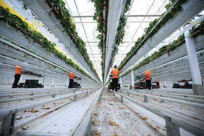 Trabajadores recogen fresas en un invernadero en Wittenberg, Alemania, el pasado 9 de septiembre.