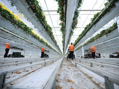 Trabajadores recogen fresas en un invernadero en Wittenberg, Alemania, el pasado 9 de septiembre.
