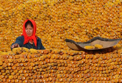 Una granjera apila mazorcas de maíz a las puertas de su casa en Changzhi, en la provincia china de Ghangzhi, en una imagen tomada en octubre de 2009. China, el país más poblado del planeta, triplicará el año que viene sus compras de maíz, convirtiéndose en 2015 en uno de los grandes importadores, lo que perturbará el ya maltrecho mercado global de alimentos.