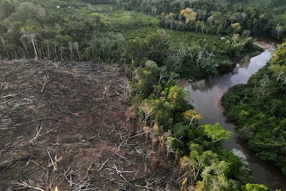 Árboles talados cerca de la frontera del parque nacional Cordillera Azul, en la Amazonia peruana.