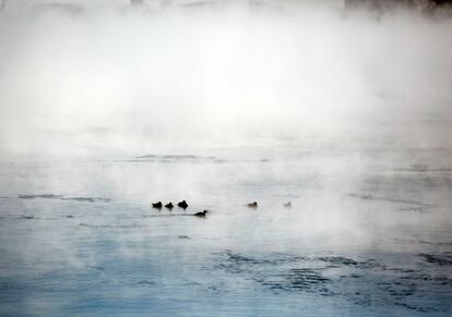 Un grupo de patos nada sobre el lago Michigan a temperaturas de 20 grados bajo cero.