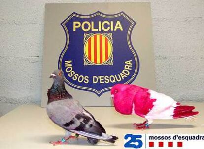 Imagen facilitada por los Mossos d'Esquadra de dos palomas pintadas por Jonathan G.F.