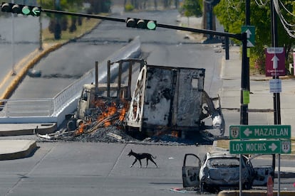 Un perro cruza la calle desierta, mientras vehículos calcinados siguen en llamas, este jueves por la tarde, en Culiacán (Estado de Sinaloa).
