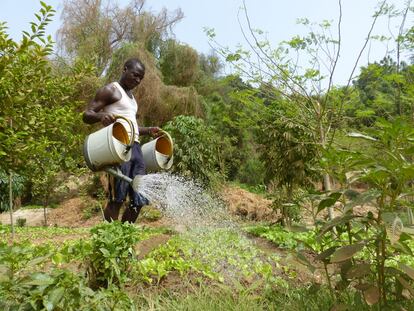 Un hombre riega una plantación a las orillas del río Níger.