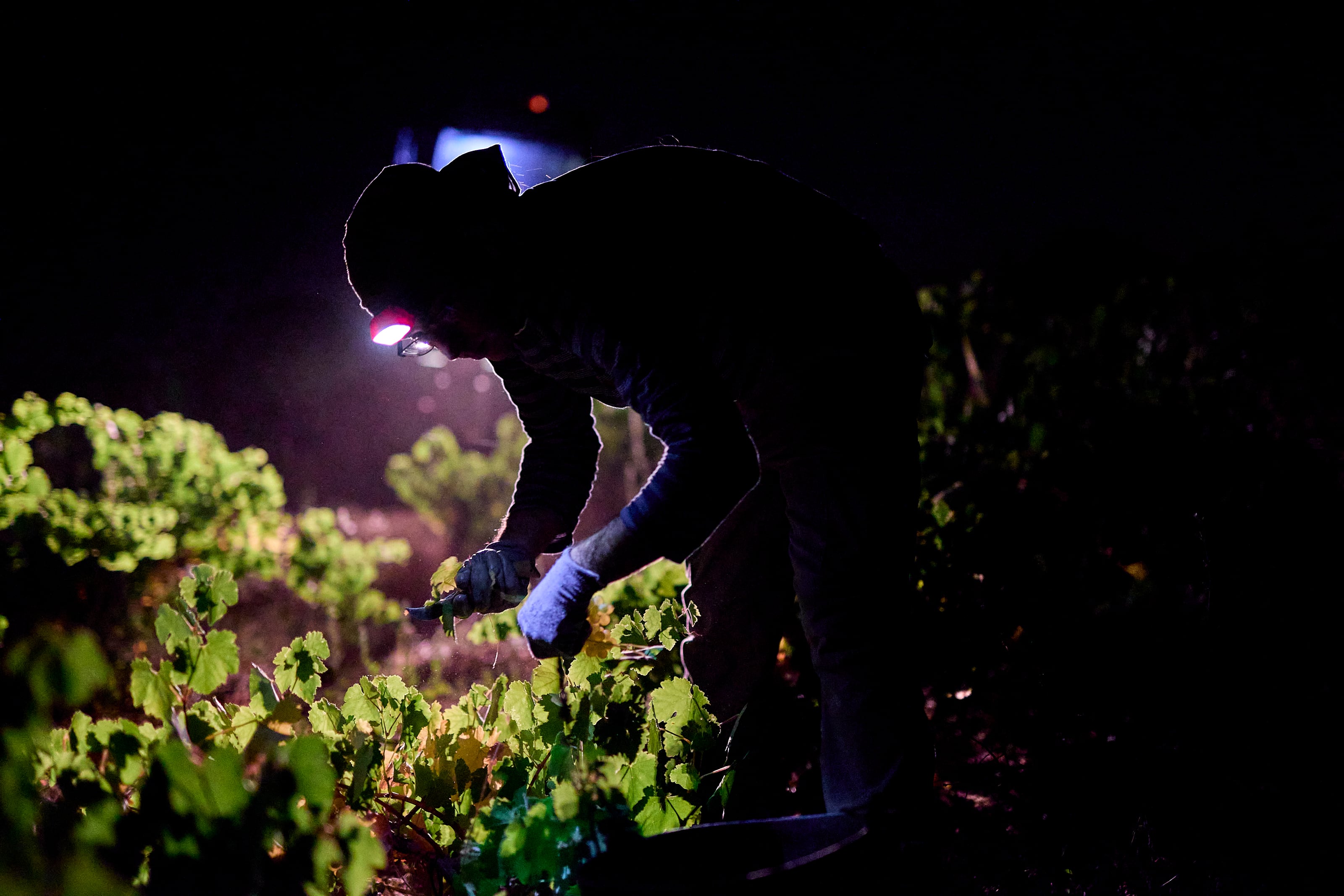 Un hombre recoge uvas de un viñedo en la bodega Las Moradas de San Martín, en Madrid, España, en una imagen de archivo.