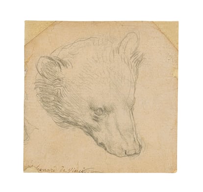 'Cabeza de un oso', dibujo de Leonardo da Vinci.