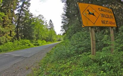 Las carreteras canadienses atraviesan bosques de cedros y coníferas.