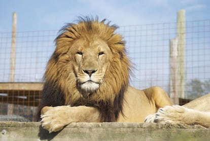 'Hansen', uno de los 15 leones del Centro Conservacionista de Carolina del Norte.