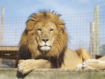 'Hansen', uno de los 15 leones del Centro Conservacionista de Carolina del Norte.