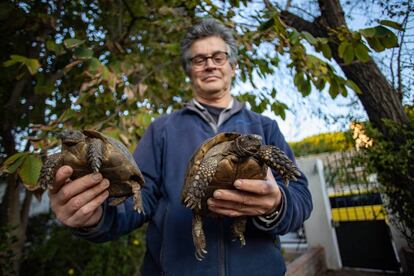 El ecologista Juan Clavero con dos de las tortugas moras pendientes del traslado a Marruecos.