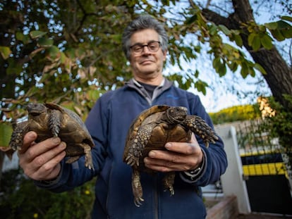 El ecologista Juan Clavero con dos de las tortugas moras pendientes del traslado a Marruecos.