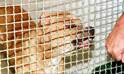 'Capitán', un perro ejemplar mezcla de pit bull y stafford que provocó la muerte de una mujer de 53 años en Las Palmas en 1999. 