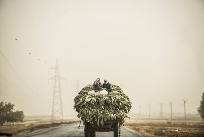 Agricultoras sirias trasportan acelgas en la carretera que une Alepo con Damasco