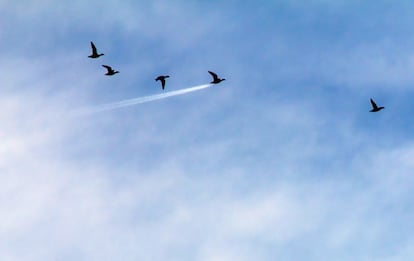 Velocidade de pato! O prêmio da melhor foto aérea foi para John Threlfall. Não é difícil supor qual desses patos é o mais rápido. É tão veloz que deixa uma marca no céu e tudo... “Percebi que um avião tinha passado por trás dos patos quando vi as fotos em casa”, diz o fotógrafo britânico que assina a imagem, tomada em Preston (Reino Unido).