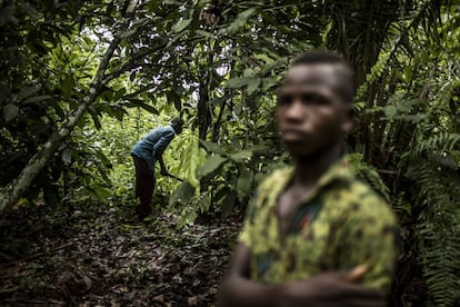 Boris, de 16 años, en el campo de cacao donde trabaja con su padre en el campamento de Bodouakro, en el departamento de Daloa, en Costa de Marfil.