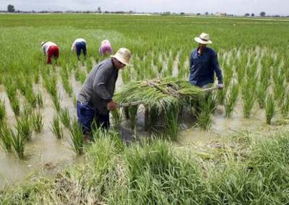 Trabajos de siembra en los arrozales del delta.