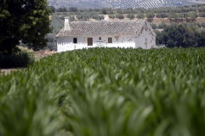 Maizales en una finca de Andaluca