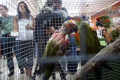 Algunas de las aves exóticas requisadas durante la operación de la Guardia Civil contra la red ilegal de contrabando.