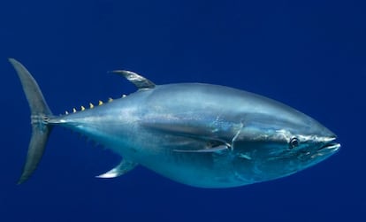 Um atum de barbatana azul do Pacífico em aquário dos EUA.