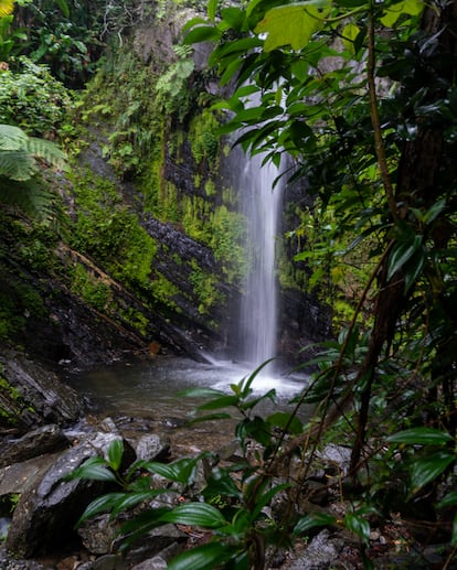 El Bosque Nacional El Yunque, a menos de una hora en coche de San Juan.