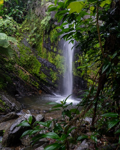 El Bosque Nacional El Yunque, a menos de una hora en coche de San Juan. 
