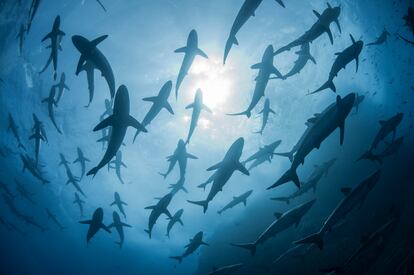 Tiburones en el área natural protegida de Revillagigedo (México).