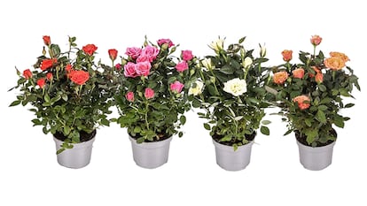 Pack de 4 rosales de colores variados (30 cm. de altura).