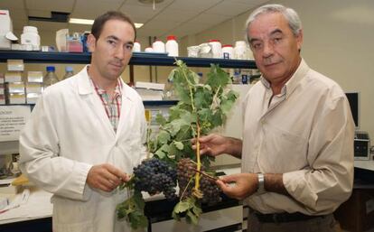 Pedro Balda, autor de la tesis sobre los vinos de La Rioja y Fernando Martínez de Toda, director de la tesis. Han descubierto dos nuevas variedades de vid.