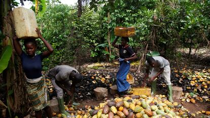 Productores de cacao en una granja en Sinfra, en Costa de Marfil, el pasado mes de abril.