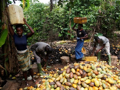 Productores de cacao en una granja en Sinfra, en Costa de Marfil, el pasado mes de abril.