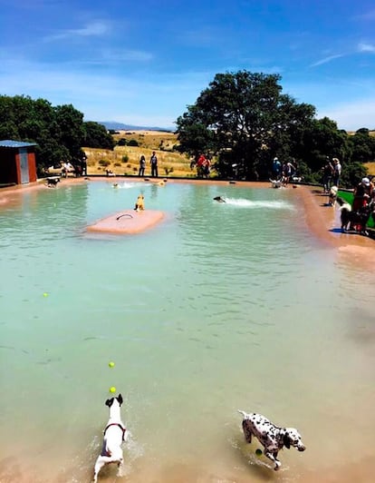 La piscina está especialmente diseñada para facilitar el baño de los perros.