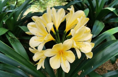 Clivia