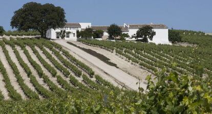 Un vi&ntilde;edo de la localidad de Jerez.