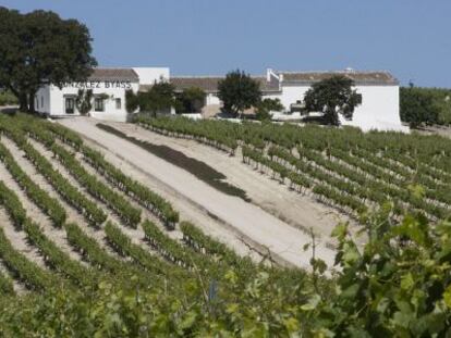 Un vi&ntilde;edo de la localidad de Jerez.