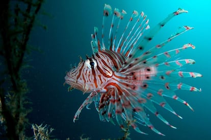 El estrecho de Lembeh esta considerado el mejor lugar del mundo para el buceo 'muck' (en lodo). “Indonesia es perfecta para el submarinismo. Sus aguas son muy cálidas y permiten estar sumergido hasta una hora”, explica Lara. Los bajos precios y la belleza de sus fondos marinos son otras dos características que lo convierten en uno de los destinos favoritos de los aficionados. “Entre las especies que encontramos, destacan el pez mandarín, las minisepias de todos los colores y el pulpo diminuto de anillos azules, pero es para buceadores avanzados: el ojo tiene que estar educado”, advierte. Dónde perderse: En el estrecho de Lembeh se pueden descubrir especies muy particulares. Más información: www.fordivers.com