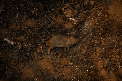 El cuerpo de un cuis yace muerto en el suelo tras el avance del fuego. 