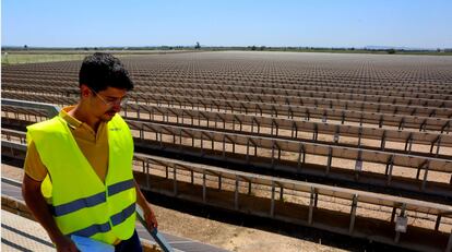 Imagen de un huerto solar en Crevillente.