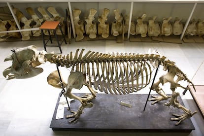 Esqueleto de Tapir americano en proceso de restauración por alumnas de la facultad de Bellas Artes de la UCM (al fondo columna vertebral de Rorcual común). Los vertebrados, y en concreto los mamíferos, son un grupo zoológico fácilmente reconocible y popular entre los humanos, por eso este museo, que reúne cientos de preparados anatómicos es muy útil para la docencia y la divulgación, además de para los investigadores. Una de las piezas estrellas es la columna de una ballena rorcual común de 15 metros, en segundo plano en la foto.