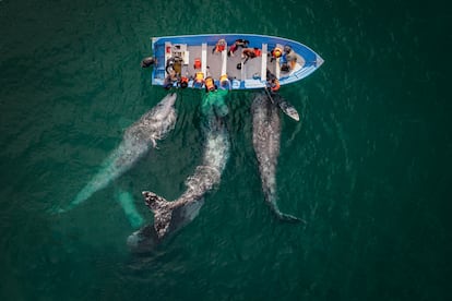 ’Amigos’, obra de Joseph Cheires, es el título elegido para esta instantánea en la que un grupo de ballenas grises se acerca a una barca de turistas en las lagunas someras de Baja California Sur (México), adonde las ballenas regresan cada invierno para parir y aparearse. Esta ha sido otra de las fotografías destacadas en la categoría de vida salvaje.