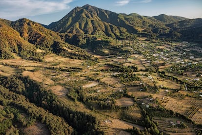 Las plantaciones de aguacate en constante expansión se acercan a las estribaciones del Cerro Pelón, un pico volcánico dentro de la zona central de la Reserva de la Biosfera de la Mariposa Monarca, en Michoacán (México). El uso de la tierra agrícola es una de las principales amenazas para las monarcas en toda su ruta migratoria; el cambio climático es la otra gran amenaza.