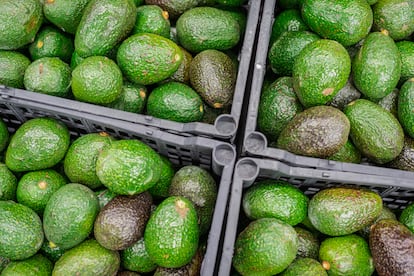 Fábrica de aguacate en Morelia, Michoacán, en marzo de 2022.