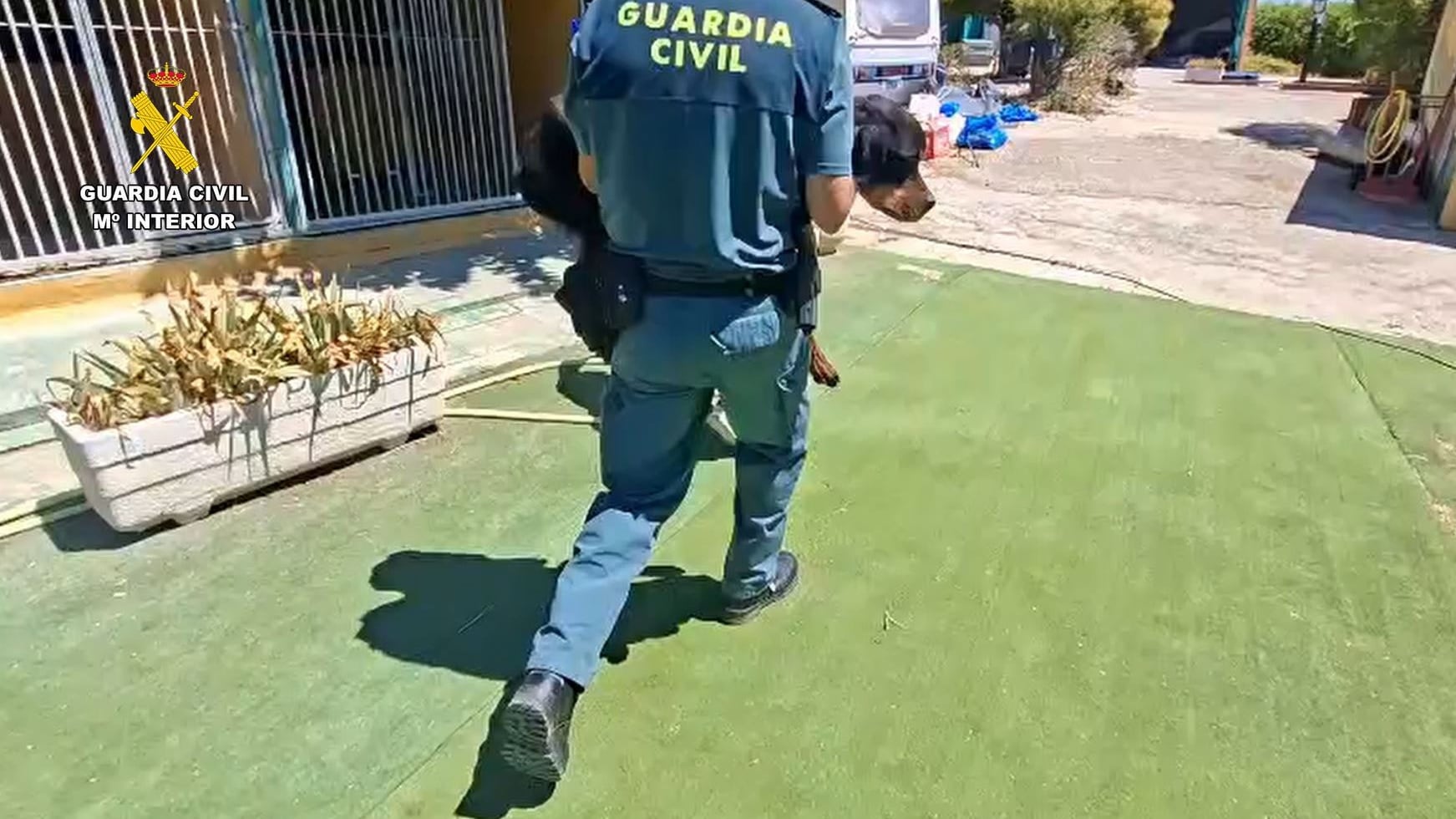 Recuperados 46 perros vivos y uno muerto de una escuela y residencia canina en Navalcarnero donde se los maltrataba