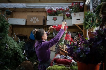 Una mujer preparaba el día 9 flores de Pascua para su venta en el mercado navideño de la Fira de Santa Llúcia, en Barcelona.