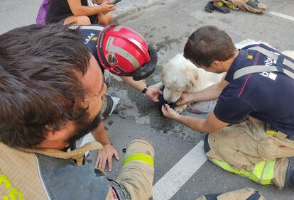 Una imagen de los bomberos atendiendo al perro rescatado publicada en la red por la policía municipal de Terrassa.