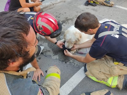 Una imagen de los bomberos atendiendo al perro rescatado publicada en la red por la policía municipal de Terrassa.
