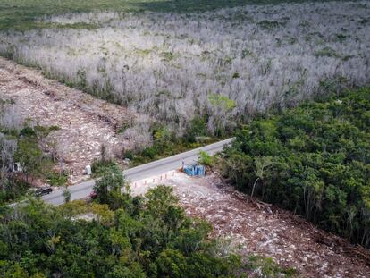 Zona deforestada para la construcción de las vías del tramo 5 del Tren Maya, en Playa del Carmen, el pasado 23 de marzo.