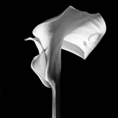 'Calla Lily' (1988), de Robert Mapplethorpe.